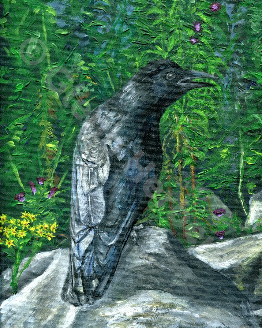 Crow at Roundhay Park Leeds - Glenn Herbert