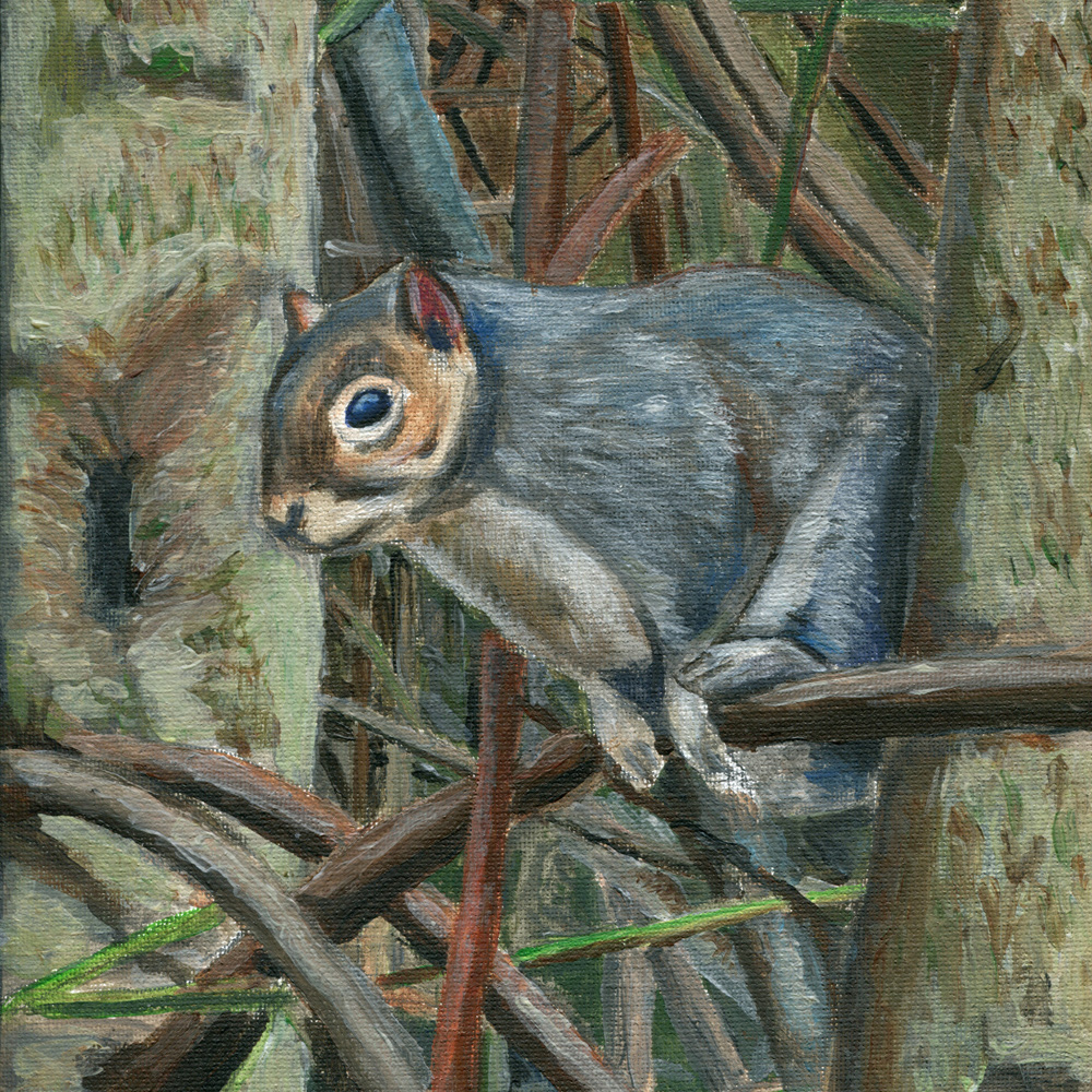 Squirrel outside our house - Glenn Herbert 2025