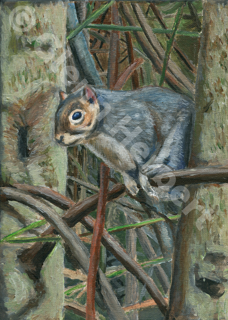 Squirrel outside our house - Glenn Herbert